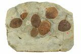 Stunning Double-Sided Fossil Leaf Plate - Montana #271012-3